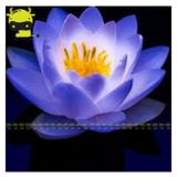 2 Adet Tohum Nadir Bulunan Mavi Lotus Cicegi Tohumu Lotus Su Cicegi Tohumu Nilufer Cicegi Tohumu