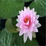 2 Adet Tohum Nadir Bulunan Pembe Lotus Cicegi Tohumu Lotus Su Cicegi Tohumu Nilufer Cicegi Tohumu