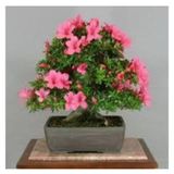 2 Adet Tohum Orkide Bonsai Agaci Tohum Bodur Bonsai Orkide Agaci Tohum Saksi Toprak