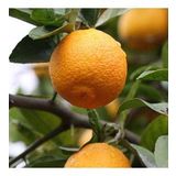 2 ADET TÜPLÜ 1 YAŞ VOLKAMARİANA LİMON ANACI 60-80 CM(aşılanabilir veya reçellik limon meyvesi alınabilir )