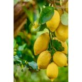 2 Adet - Tüplü Yediveren Aşılı Limon Ağacı Fidanı 3 Yaş