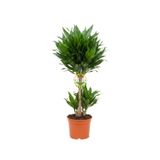 2 Gövdeli Dracaena Compacta Bitkisi 80-90CM