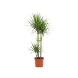 2 Gövdeli Dracaena Marginata Çiçeği 120-140 cm