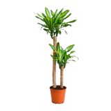 2 Gövdeli Dracaena Massangeana Bitkisi 130-150 cm | 2 Gövde, 130-150 cm Boy, İç Mekan Bitkisi