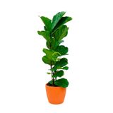 2 Gövdeli Kauçuk Bitkisi Ficus Lyrata 110-130 cm | Yapraklı, İç Mekan Bitkisi, 110-130 cm Boy, 2 Gövde
