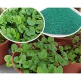 2 KG Fare Kulağı Çim Tohumu Dichondra Repens Kundura Çimi