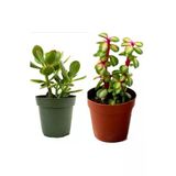 2 Tür Para Ağacı Crassula Ovata+Yeşim Ağacı 92982