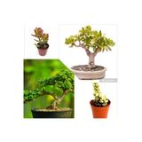 2 Tür Para Ağacı Crassula Ovata+Yeşim Ağacı Fidesi lle8e
