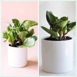 2 Tür Peperomia Umut Bitkisi Peperomya 10.5 Seramik Saksılarda