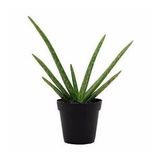 2 Yaş Aloevera Fidanı, Torbalı ve Tüketime Uygun