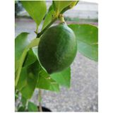 2 Yaş Aşılı 7 Veren Yediveren Mayer Limon Fidanı Saksılı