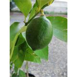 2 Yaş Aşılı 7 Veren(Yediveren) Mayer Limon Fidanı (Saksılı) Bol Verimli