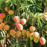 2 Yaş Aşılı Kent Mango Fidanı,Torbada