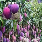 2 Yaş Aşılı Palmer Mango Fidanı,Torbada