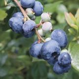 2 Yaş BlueGold Çeşiti Yaban Mersini Fidanı