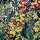 2 Yaş Çok Verimli Tüplü Koroneiki Zeytin Fidanı Meyve Verme Durumunda 100-120 Cm