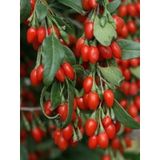 2 Yaş Goji Berry (kurt Üzümü)