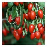 2 Yaş Kırmızı Goji Berry(kurtüzümü) 100-120 Cm