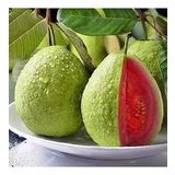 2 Yaş Kırmızı Guava Fidanı, Torbada
