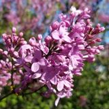 2 Yaş Leylak Fidanı (Syringa Chinensis)