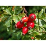 2 Yaş Nandina Domestica-Cennet Bambusu Fidanı