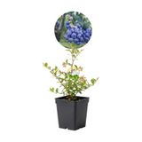 2 Yaş Sunshine Blue Çeşiti Yaban Mersini Fidanı