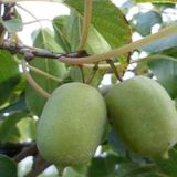 2 Yas Yesil Kasik Mini Kivi Fidani (Kendine Verimli), Torbada