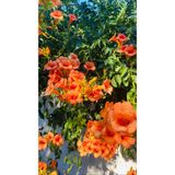 2 Yaşında Tüplü Acem Borusu (Campsis Radicans) Fidanı - Hızlı Büyüyen Ve Gösterişli Tırmanıcı