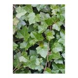 20-50 Cm Duvar Sarmaşığı (Hedera Helix) Fidanı - Kaya Ve Duvarlar İçin Dayanıklı Tırmanıcı Bitki