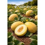 20 Adet Ananas Şeker Kavun Tohumu
