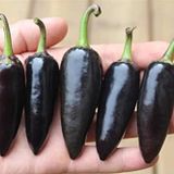 20 Adet Black Jalapeno Biber Tohumu