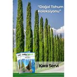 20 Adet Kara Servi Ağaç Tohumu