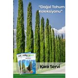 20 Adet Kara Servi Tohumu