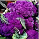 20 Adet Purple Karnabahar Tohumu