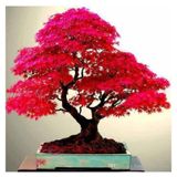20 Adet Tohum Bodur Bonsai Japon Red Maple Agaci Bonzai Tohumu Saksi Toprak Hediyemizdir