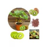 20 Adet Tohum Bodur Kivi Bonsai Agaci Tohumu Saksi Toprak Surpriz Hediye Bonsai Agaci Tohumludur