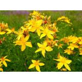 20 Adet Tohum Eko Paket Sarı Kantaron Tohumu Kantaron Tohumu Her Derde Deva Hediye Çiçek Tohumu