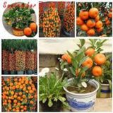 20 Adet Tohum Nadir Bodur Bonsai Mandalina Bonzai Agaci Tohum Supriz Hediye Bonsai Agaci Tohum