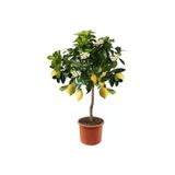 20 Adet Tohum Nadir Mersin Limon Agac Bonsai Ata Tohum Saksi Toprak Hediye