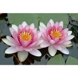 20 Adet Tohum Nadir Organik Hasat Pembe Lotus Çiçeği Tohumu Kalitel Nilüfer Su Çiçek