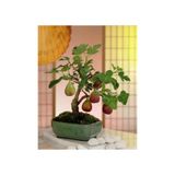 20 Adet Tohum Nadir Siyah Incir Agac Agaci Bonsai Tohumu Siyah Yemis Incir Tohumu Saksi Toprak