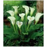 20 Adet Tohum Organik Calla Lily Cicek Tohumu Afrika Col Cicegi Calla Lily Surpriz Hediye Tohumlu