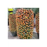 20 Adet Tohum Organik Hobi Bahce Balkon Mandalina Bonsai Agac Tohum