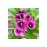 20 Adet Tohum Organik Mor Calla Lily Cicek Tohumu Afrika Col Cicegi Calla Lily Surpriz Hediye Tohum