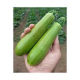 20 Adet Tohum Sakiz Kabak Tohumu Orjinal Ata Tohum Dolmalik Beyaz Kabak Koy Kabagi Hediye Tohumlu