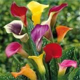20 Adet Tohumorganik Karisik Calla Lily Cicek Tohumu Afrika Col Cicegi Calla Lily Surpriz Hediye