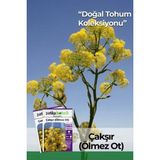 200 Adet Çakşır (Ölmez Ot) Tohumu