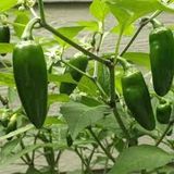 200 Adet Meksika Biberi Tohum Zehir Acı Meksika Biberi Tohumu Jalapeno Jalepeno Biber Tohumu Hediye
