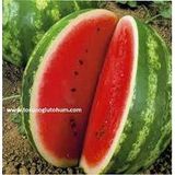 200 Adet Tohum Nadir Organik Ata Tohum İthal Crimson Sweet Karpuz Tohumu