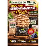 2000 Adet Istiridye Mantarı Miseli Tohumu Vakumlu A Plus Kalite